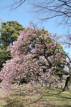 120320小石川植物園 (191)_S.JPG