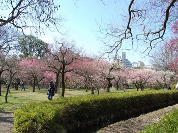 120320小石川植物園 (2).JPG