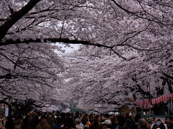 130324上野公園桜 (18-2)_R.jpg