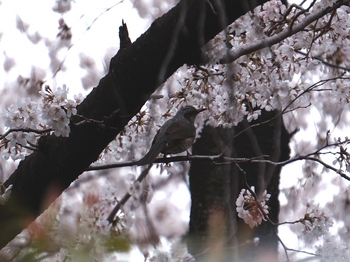 130324上野公園桜 (40-2)_R.jpg